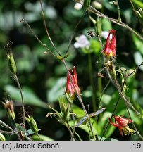 Aquilegia canadensis (orlik kanadyjski)