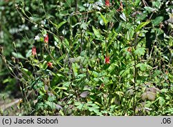 Aquilegia canadensis (orlik kanadyjski)