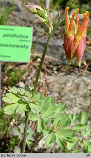 Aquilegia desertorum (orlik pustynny)