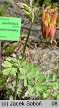 Aquilegia desertorum (orlik pustynny)