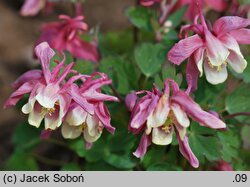 Aquilegia flabellata (orlik wachlarzowaty)