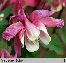 Aquilegia flabellata (orlik wachlarzowaty)