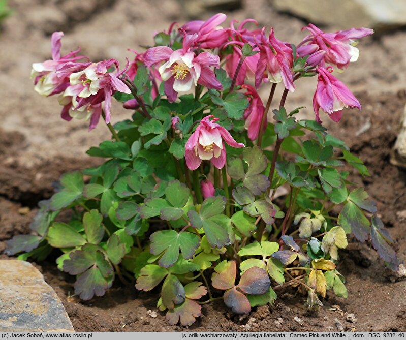 Aquilegia flabellata (orlik wachlarzowaty)