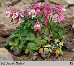 Aquilegia flabellata (orlik wachlarzowaty)