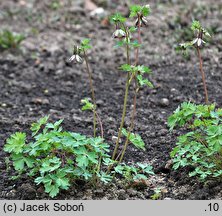 Aquilegia viridiflora (orlik zielonawy)