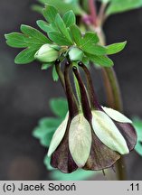 Aquilegia viridiflora (orlik zielonawy)