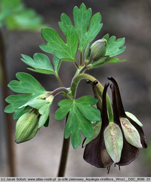 Aquilegia viridiflora (orlik zielonawy)