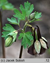 Aquilegia viridiflora (orlik zielonawy)