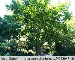 Juglans aliantifolia