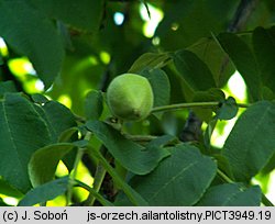 Juglans aliantifolia