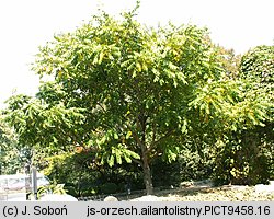 Juglans ailantifolia (orzech ajlantolistny)