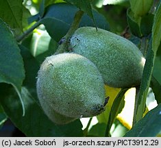 Juglans cinerea