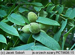 Juglans cinerea