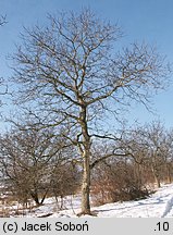 Juglans regia (orzech włoski)