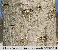 Juglans regia (orzech włoski)