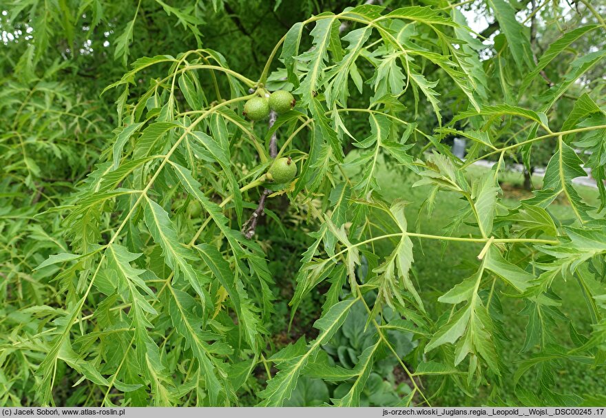 Juglans regia Leopold