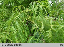 Juglans regia Leopold