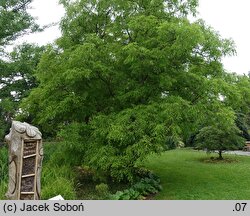 Juglans regia Leopold