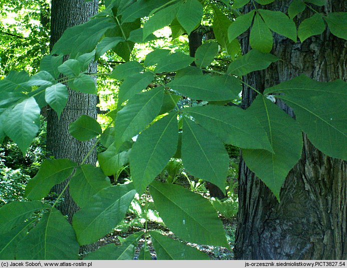 Carya laciniosa