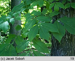 Carya laciniosa