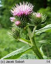 Carduus personata (oset łopianowaty)