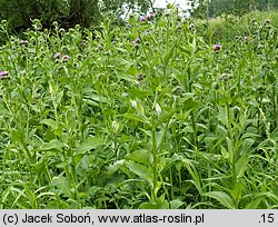 Carduus personata (oset łopianowaty)