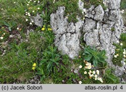 Carduus glaucus (oset siny)