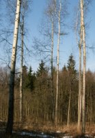 Populus tremula (topola osika)