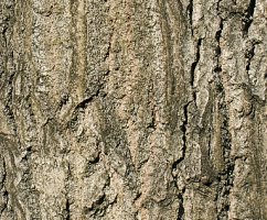 Populus tremula (topola osika)