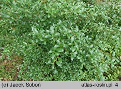 Osmanthus ×burkwoodii (osmantus Burkwooda)