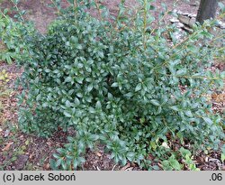 Osmanthus ×burkwoodii (osmantus Burkwooda)