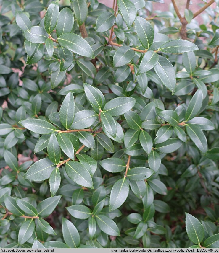 Osmanthus ×burkwoodii (osmantus Burkwooda)