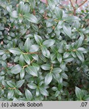 Osmanthus ×burkwoodii (osmantus Burkwooda)