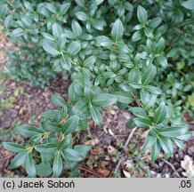 Osmanthus ×burkwoodii (osmantus Burkwooda)