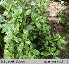 Osmanthus heterophyllus Goshiki