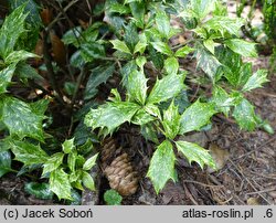 Osmanthus heterophyllus Goshiki