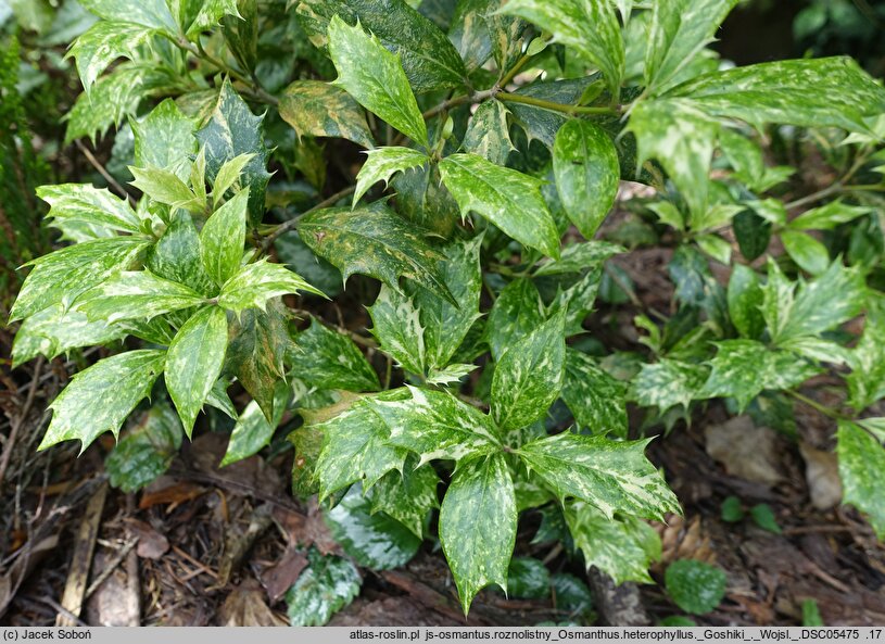 Osmanthus heterophyllus Goshiki