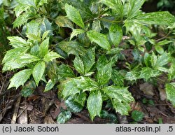 Osmanthus heterophyllus Goshiki