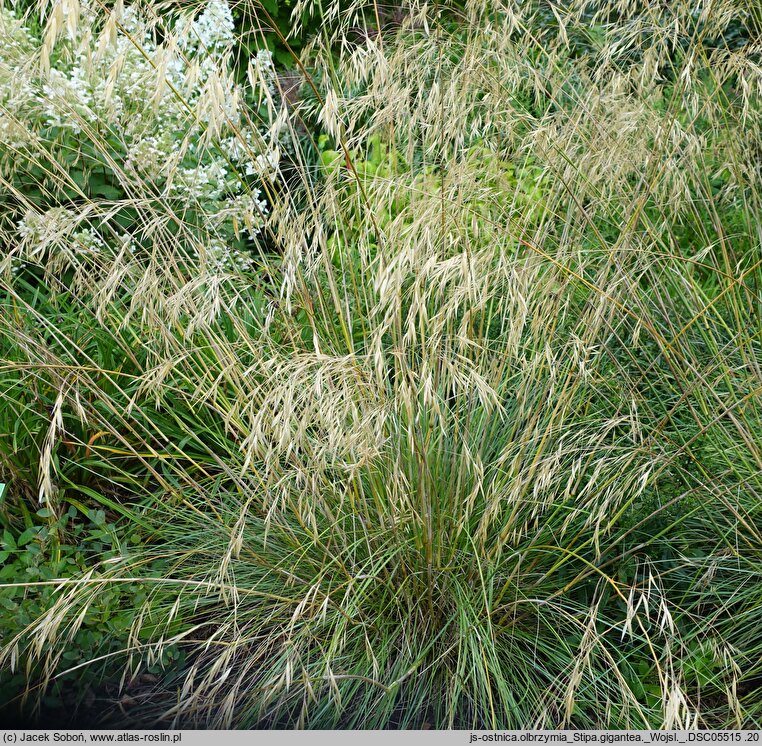 Stipa gigantea (ostnica olbrzymia)