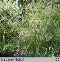 Stipa gigantea (ostnica olbrzymia)