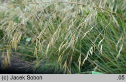 Stipa gigantea (ostnica olbrzymia)