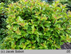 Ilex ×meserveae Mondo