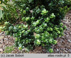 Ilex crenata Dwarf Pagoda