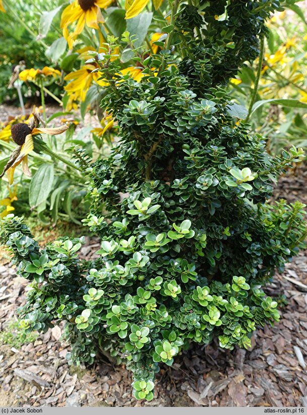 Ilex crenata Dwarf Pagoda