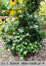 Ilex crenata Dwarf Pagoda