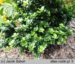 Ilex crenata Dwarf Pagoda