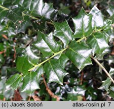 Ilex cornuta (ostrokrzew chiński)