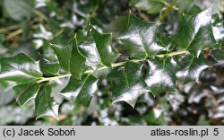 Ilex cornuta (ostrokrzew chiński)