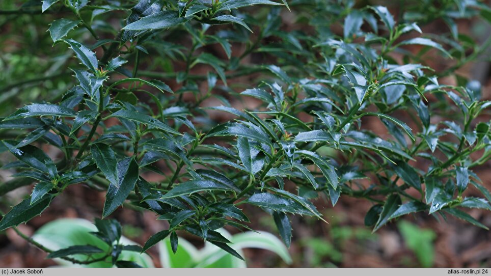 Ilex aquifolium Angustifolia