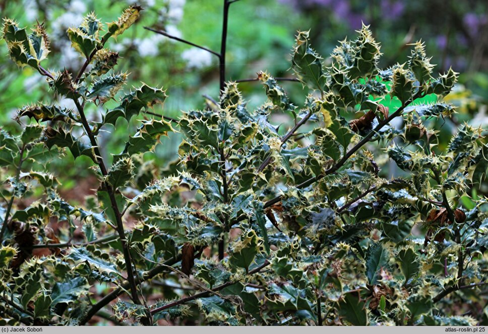 Ilex aquifolium Ferox Argentea